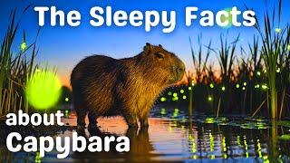 The Sleepy Facts about Boring Capybara - A Calm Nature Documentary to Fall Asleep