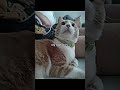#chatstory #cat #cat #gatosdomésticos #katze #chats #fyp #fypシ #fypシ゚viral #fypage #fypyoutube #fypp