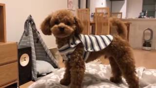 Minute Miles 003:  Playful Teacup Poodle