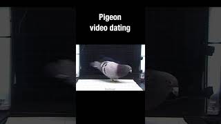 Pigeon video dating #pigeon #dating #truefacts #shorts