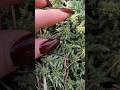 So Satisfying… 🌿 Forest ASMR Touching Soft Moss