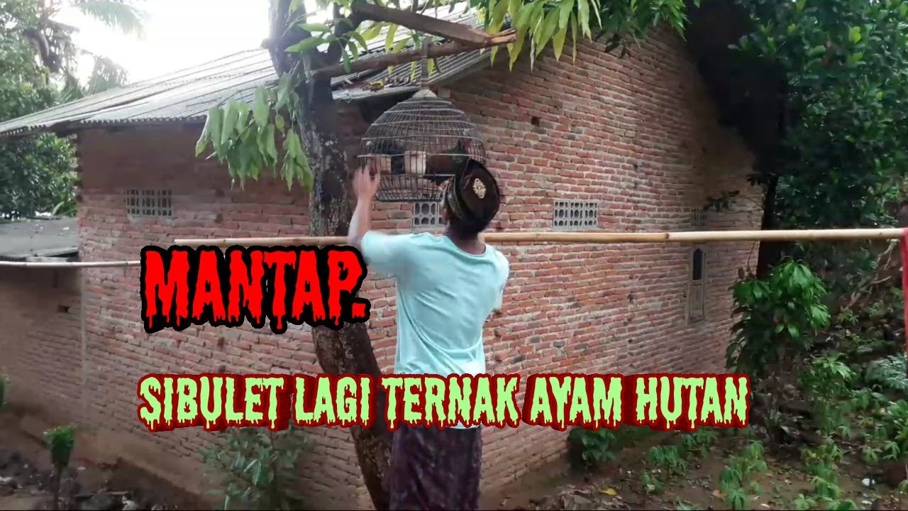 Mantap, akhirnya bisa ternak ayam hutan hijau asli pulau lombok 