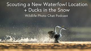 Scouting a New Waterfowl Location + Ducks in the Snow - Wildlife Photo Chat Video Podcast