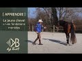 [ APPRENDRE ] Les fondations au sol du jeune cheval