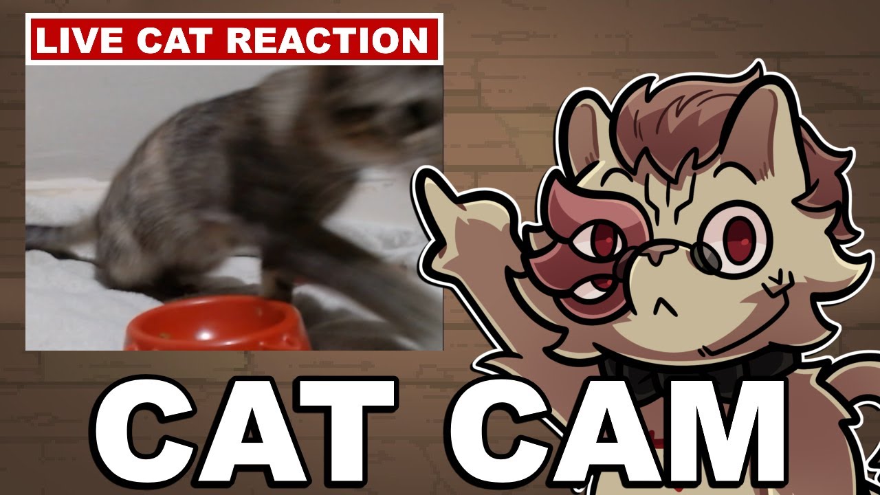 WE JUST ADDED THE CAT CAM!