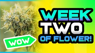 Mack's Buds: Week 2 of Flower Update | 3 Strains Thriving
