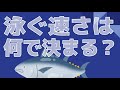 【泳ぎ速さは何で決まる？】　マグロ時速80kmは嘘！？　【ペンギンが教えてくれた物理のはなし】