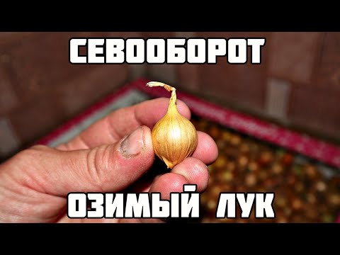 Если посадить озимый лук после этой культуры урожай будет огромным! Севооборот озимого лука