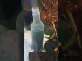 #Aquarium cleaning using #siphon- wow how much dirt inside my gravel...#ASMR