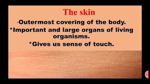 Std : 6. Sub: Science.Ls.no.8. Our Skeleton System and the Skin Part 2