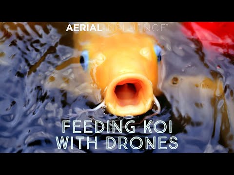 Feeding Koi Fish Using a DJI Agricultural Drone