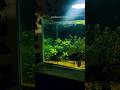 peaceful planted aquarium setup #aquarium #feeds