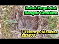 INDUK BURUNG PUYUH INI SANGAT SENANG ,TIGA TELUR PUYUH MENETAS SEMUA