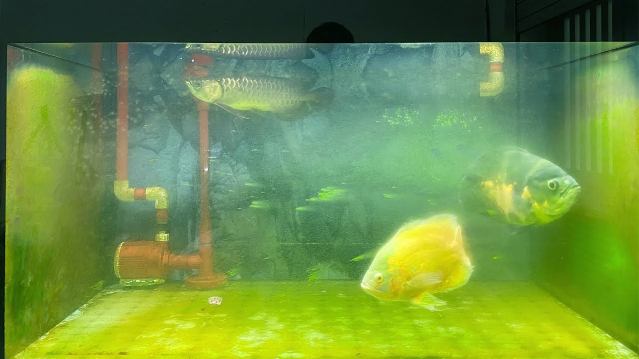 Xử lý RÊU TẢO lên đầy kín HỒ CÁ RỒNG yêu dấu. Hướng dẫn PHÒNG & DIỆT ...