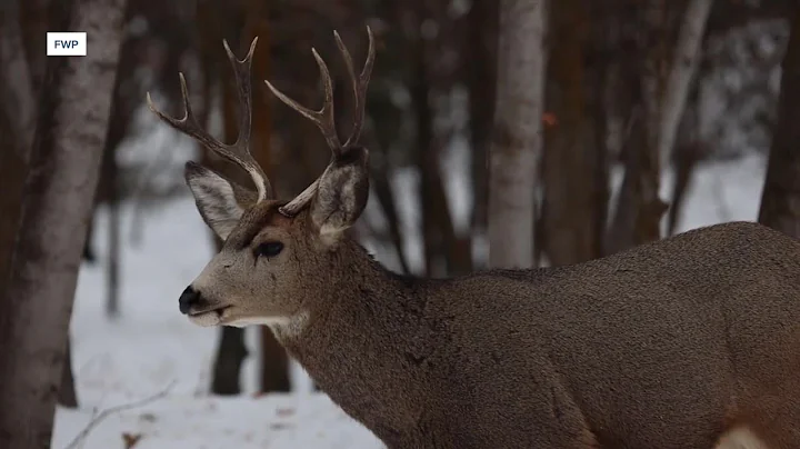 You can help Montana FWP update its mule deer management plan