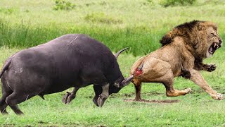 Buffalo attack in lion,ziraf,zebra in lion attacks Africa jungle