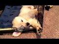Super Cooper Sunday #2 - Clicker Training Explained (Golden Retriever Puppy)
