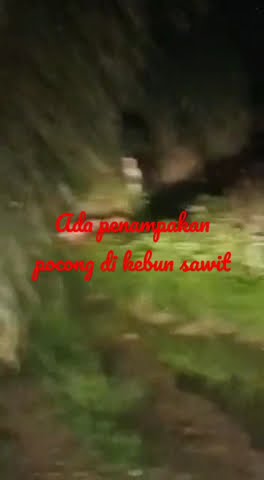 penampakan pocong di kebun sawiT