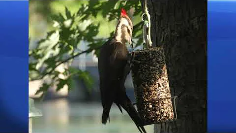 Garden Gate: Episode 196-Using compressed seed cylinders (Aug 14th 2020)