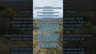 we saw ANTELOPE on the MOORLAND ZONE 🗻at KILIMANJARO mountain #natureconnectviamountain