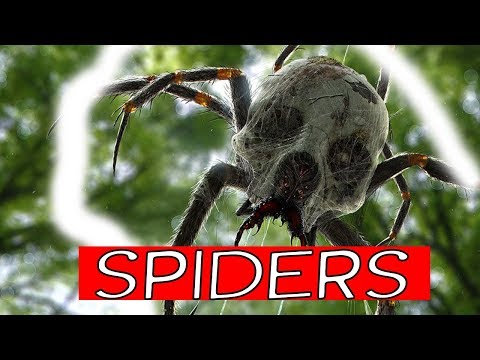 Can Spiders Eat Humans?