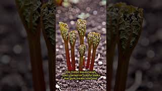I Planted ONE Rhubarb Crown… It Came Back Every Spring! 🌱😲 I Planted ONE Rhubarb Crown… It Came Back Every Spring! 🌱😲