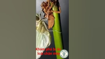 Khám phá bí ẩn loài côn trùng mà một vùng quê gọi là con chân mày( ấu trùng chuồn chuồn)