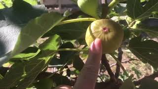 Why are my figs not ripening?