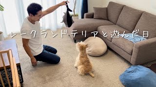 【ピチピチまぐろ 犬】新鮮マグロでレークランドテリアにドッキリ。lakeland terrier gifts