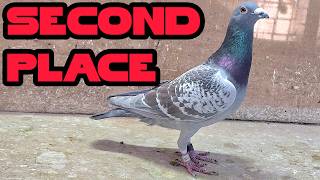 Where is 222? | 130km Pigeon Race Returns