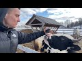 Зачем нам корова? День на ферме с семьей. Обычный день в деревне. Домашние животные.