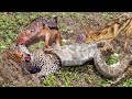 The best battles of the animal world harsh life of wild animals lion buffalo leopard jackal