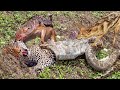 The best battles of the animal world, Harsh Life of Wild Animals, Lion, Buffalo, Leopard, Jackal,