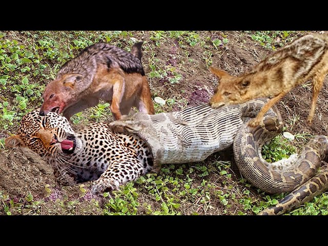 The best battles of the animal world, Harsh Life of Wild Animals, Lion, Buffalo, Leopard, Jackal, class=