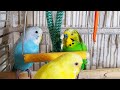 3.5 Hr Happy Parakeets Eating Singing Playing, Budgies Chirping. Reduce Stress of lonely Bird Videos