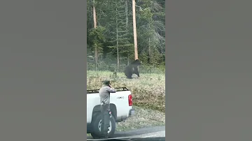 ¿Cuánto levantaría un grizzly?