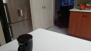 Rottweiler getting in trouble by LIFE OF KODA 829 views 6 years ago 1 minute