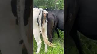 vida no Roça. lindas Novilhas de Vaca. #sitio #pecuarista #chuvas #nordeste #vidanaroça #cariri