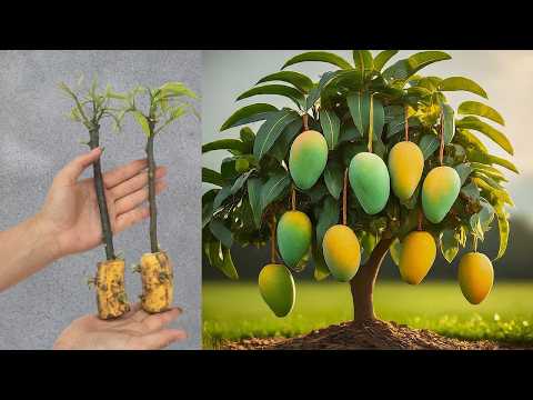 HOW TO GROW MANGO BY EASY METHOD 🥭🥭🥭