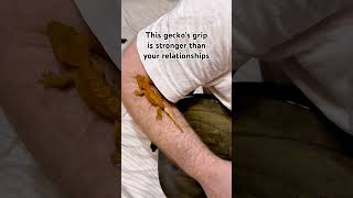 Spider-gecko climbs your hand and never lets go 🦎 #crestedgecko