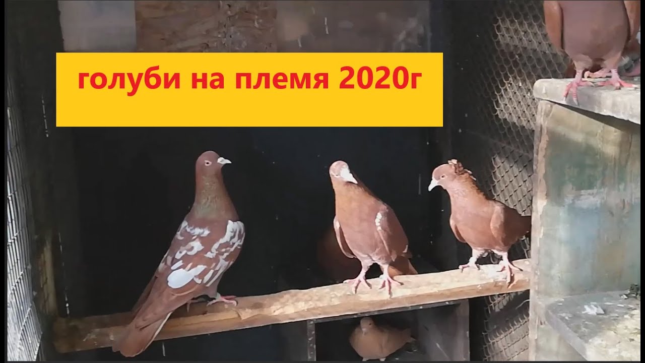 Голуби на племя 2020 года ( бой игра таклы)