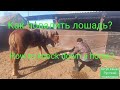 Как повалить лошадь?|How to knock down a horse?