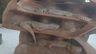 Pet store //pet
