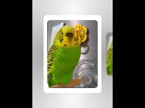 The way budgie balances on one leg is mind-blowing #parrot  #viral #parakeet #parrot #shorts