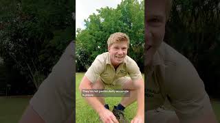 Robert Irwin risks it all to tailwalk one of Australia Zoo's most dangerous animals 🐾