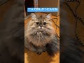 猫が留守番したら#shorts〜ペルシャ猫チンチラゴールデン #猫のいる暮らし #猫好きさんと繋がりたい #cat