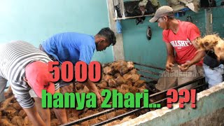 kembali ke gudang lama rasa baru ngopek kelapa