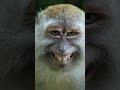 #funny #monkey #video #viral 🤣🤣🤣🔥🔥