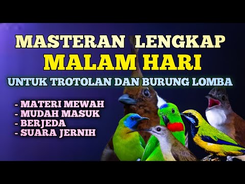 KOMBINASI MASTERAN JENGGOT - CUNGKO - KENARI | BERJEDA DAN GAMPANG DITIRU BURUNG KICAU