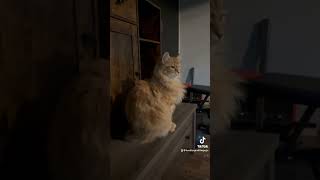 Ollie being majestic AF #pets #funnyanimals #funny